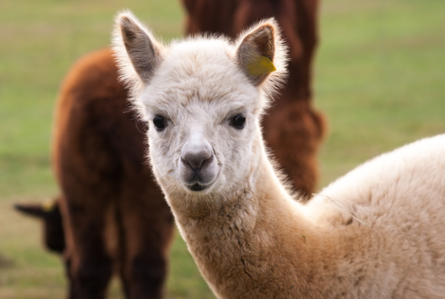 Alpaca at The Lodge Bellingen 