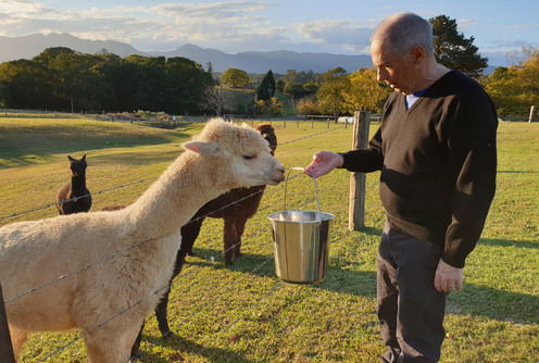 Alpaca feeding at The Lodge Bellingen 